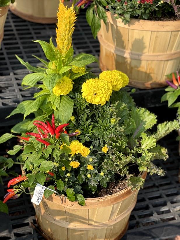 Fall Combo Planter Bushel Basket - View 3 from www redcrocus com