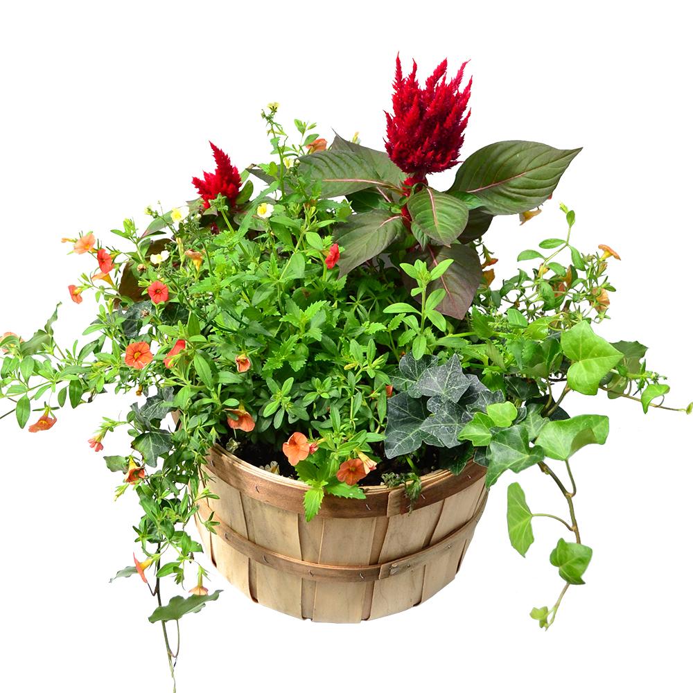 Fall Combo Planter Bushel Basket - View 4 from www redcrocus com