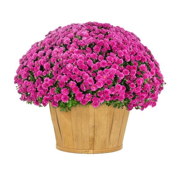 Fall Combo Planter Bushel Basket - View 7 from www redcrocus com