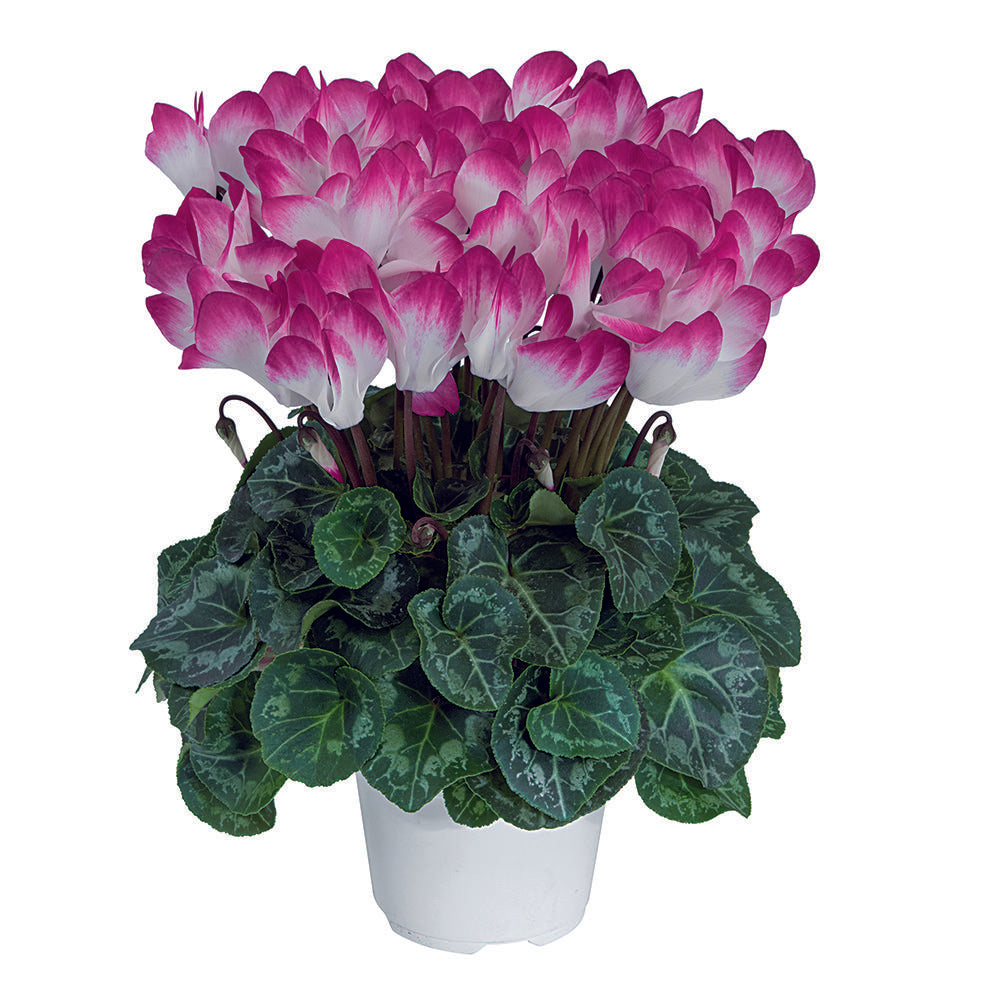 Cyclamen Assorted Indiaka - View 9 from www redcrocus com