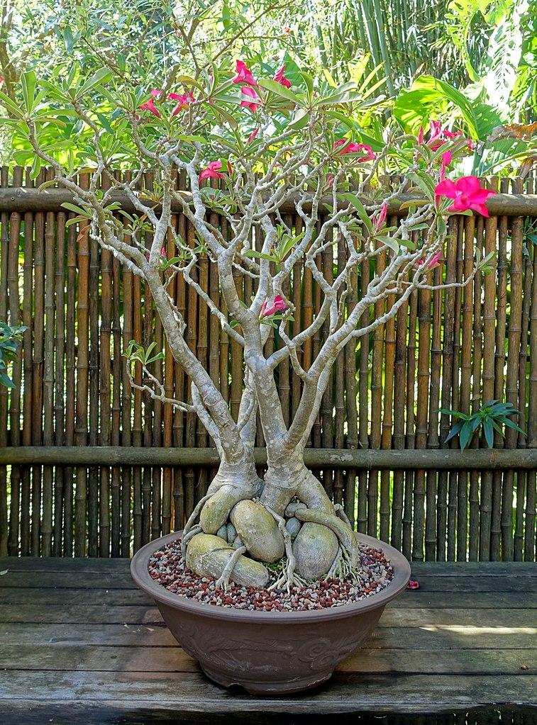 Adenium Obesum - View 19 from www redcrocus com
