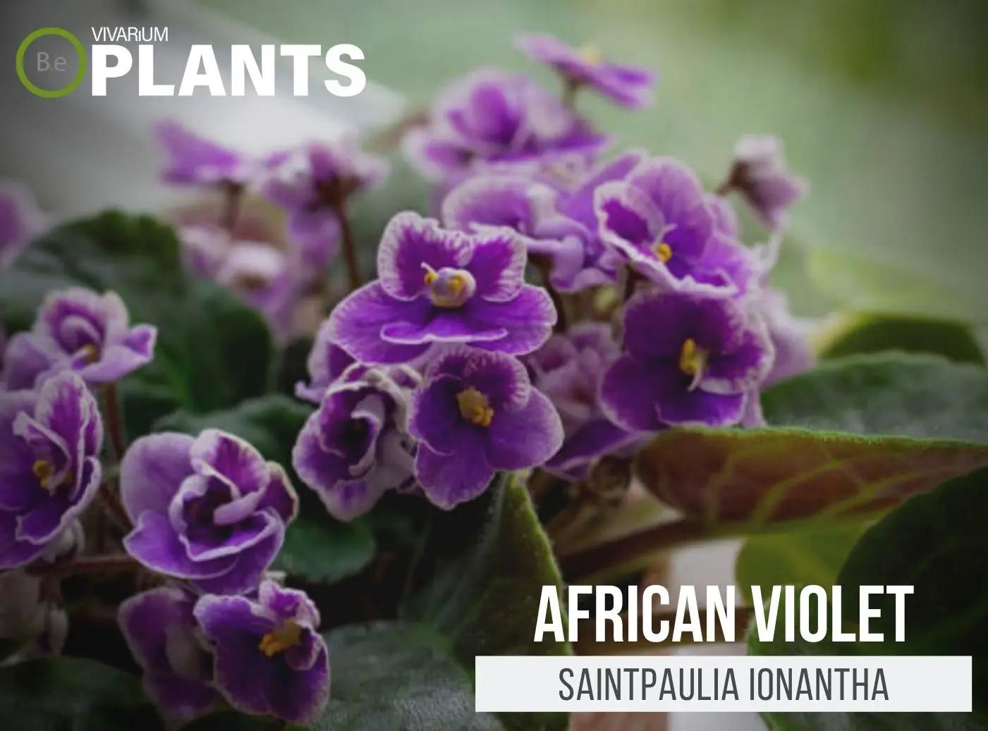 Saintpaulia Ionantha African Violet - View 16 from www redcrocus com