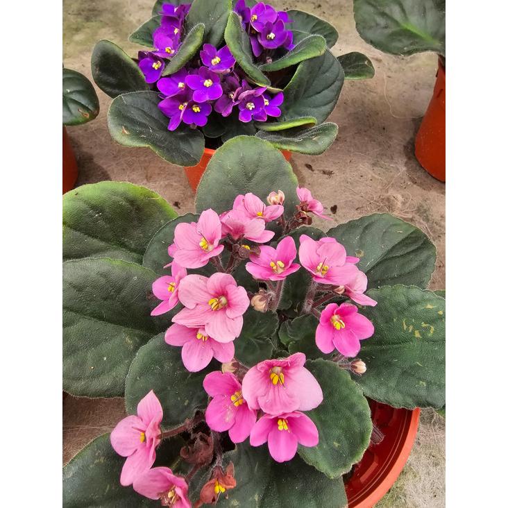 Saintpaulia Ionantha African Violet - View 18 from www redcrocus com