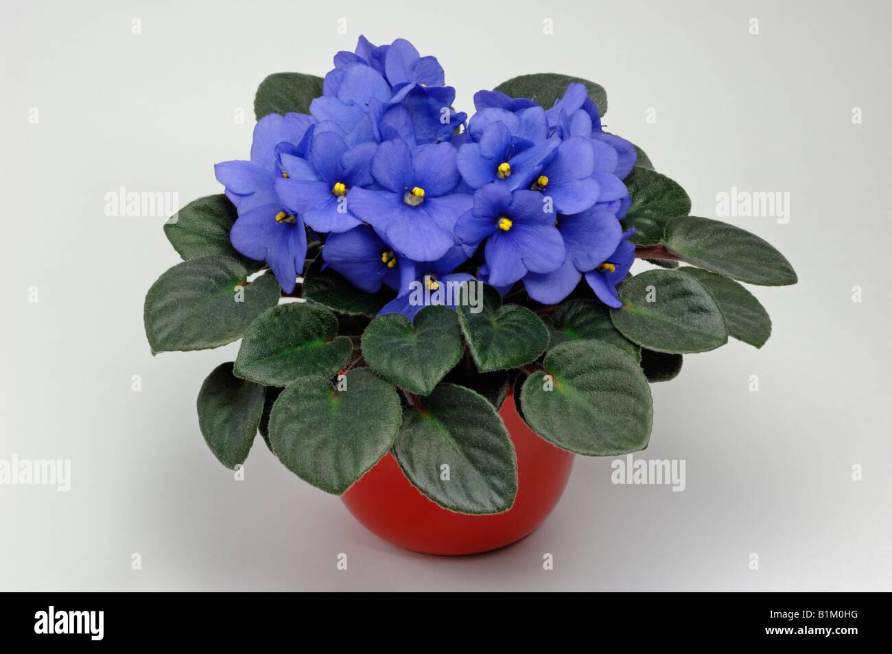 Saintpaulia Ionantha African Violet - View 20 from www redcrocus com