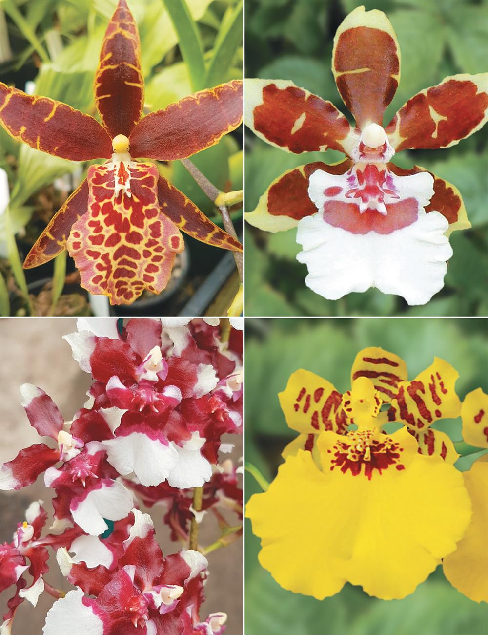 Orchid Oncidium Assorted - View 10 from www redcrocus com
