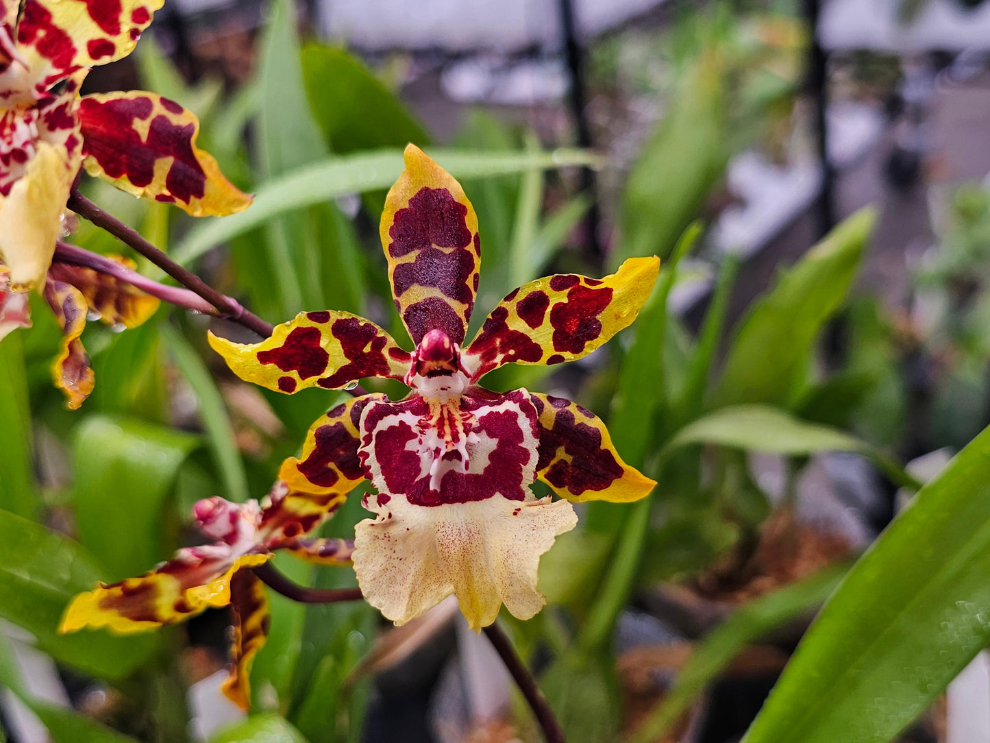 Orchid Oncidium Assorted - View 11 from www redcrocus com