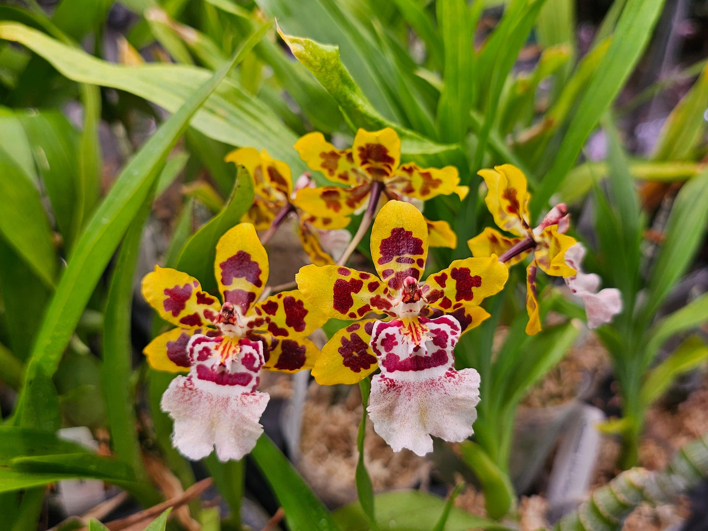Orchid Oncidium Assorted - View 12 from www redcrocus com