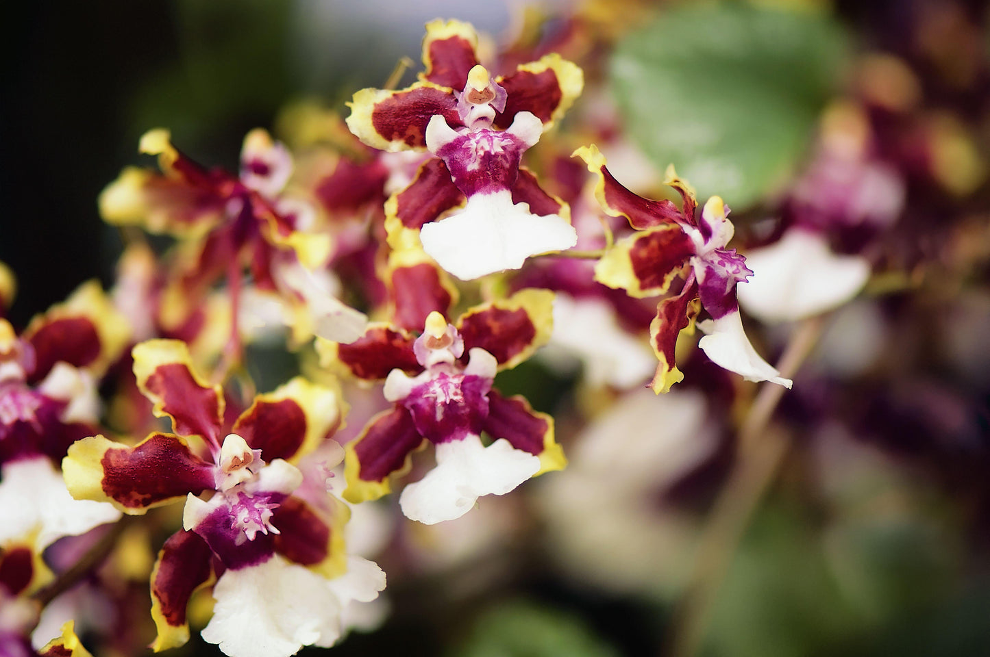 Orchid Oncidium Assorted - View 13 from www redcrocus com
