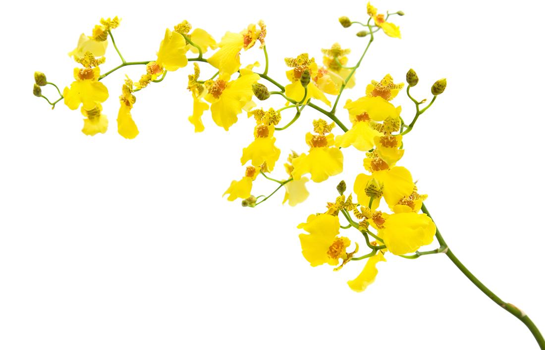 Orchid Oncidium Assorted - View 14 from www redcrocus com
