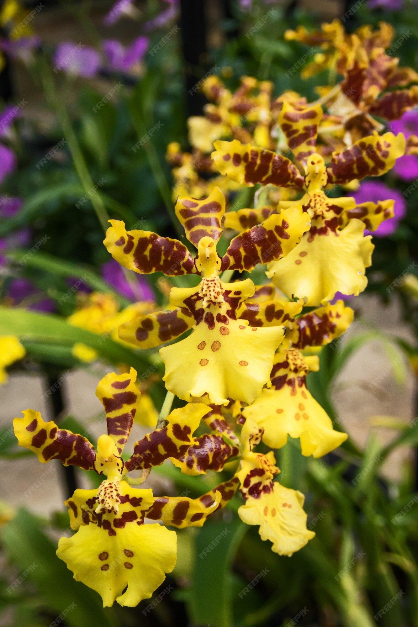 Orchid Oncidium Assorted - View 16 from www redcrocus com