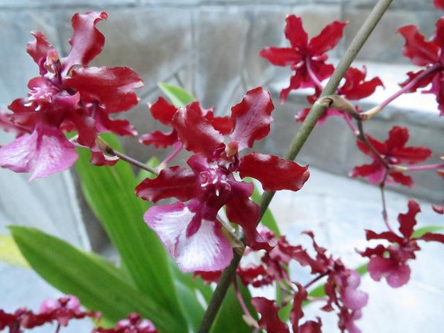 Orchid Oncidium Assorted - View 17 from www redcrocus com
