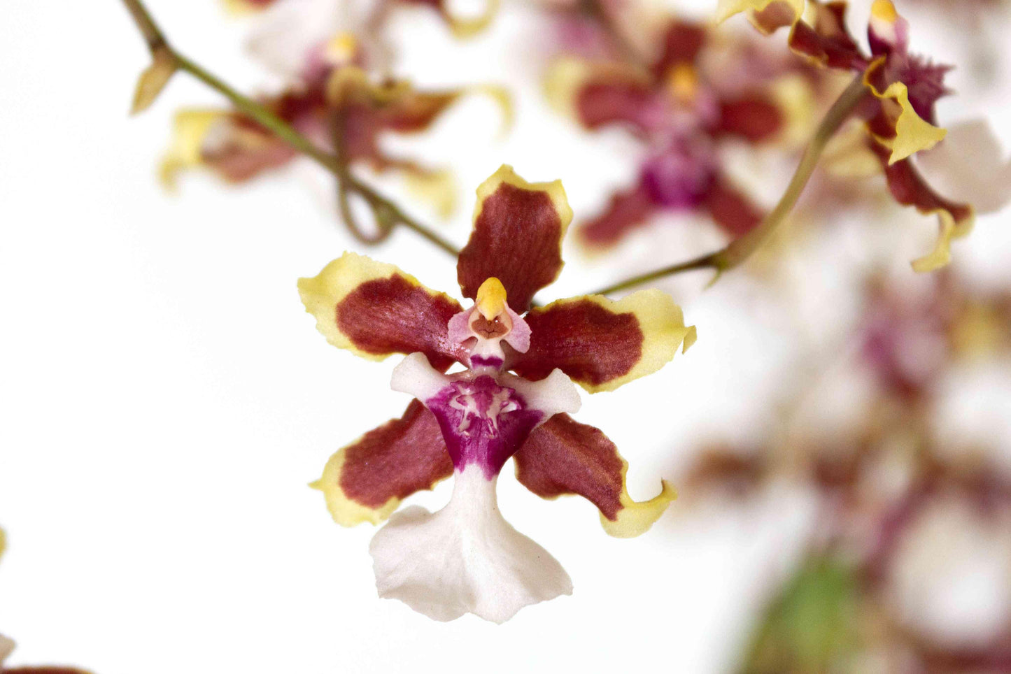 Orchid Oncidium Assorted - View 18 from www redcrocus com