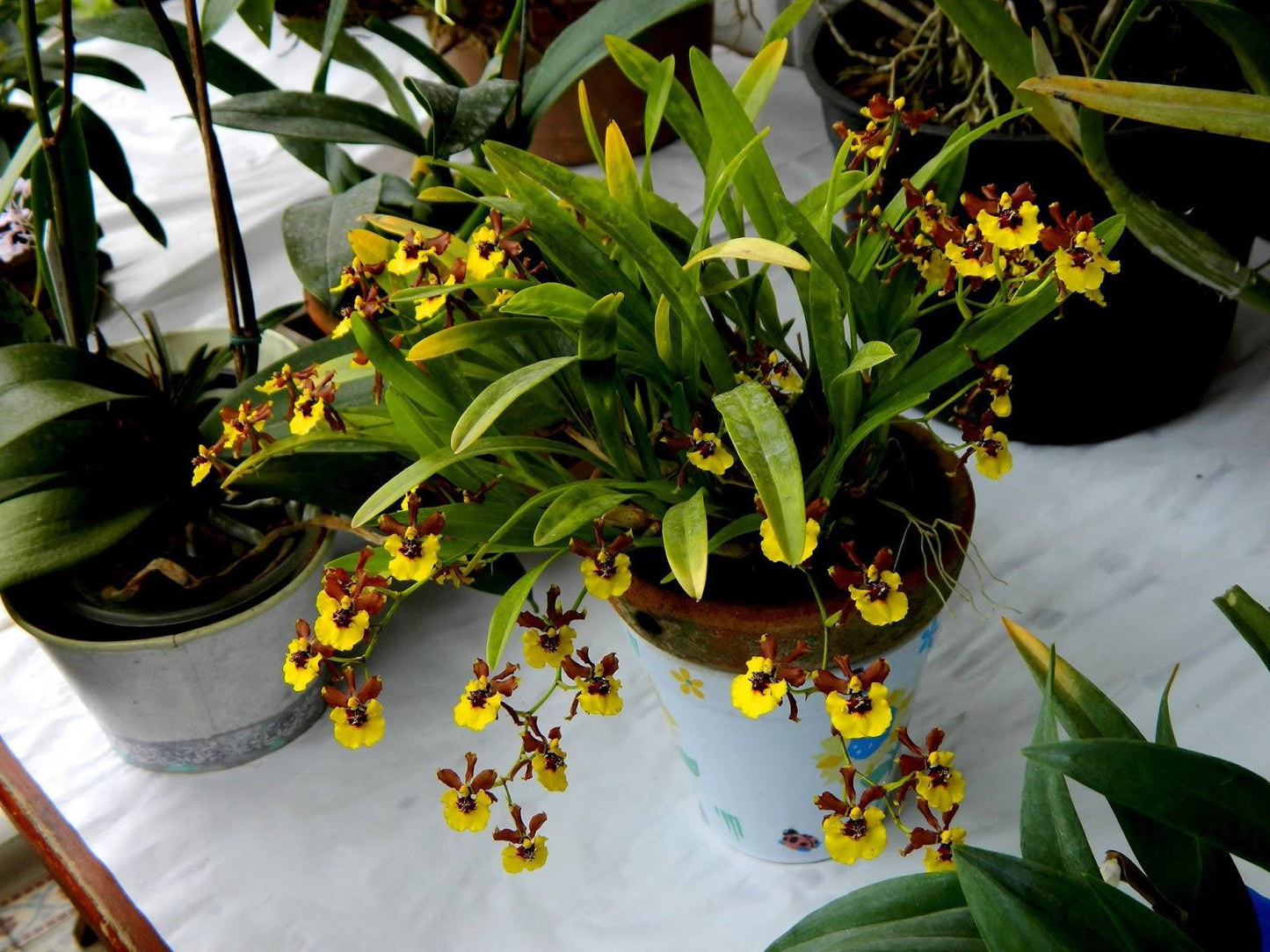 Orchid Oncidium Assorted - View 19 from www redcrocus com