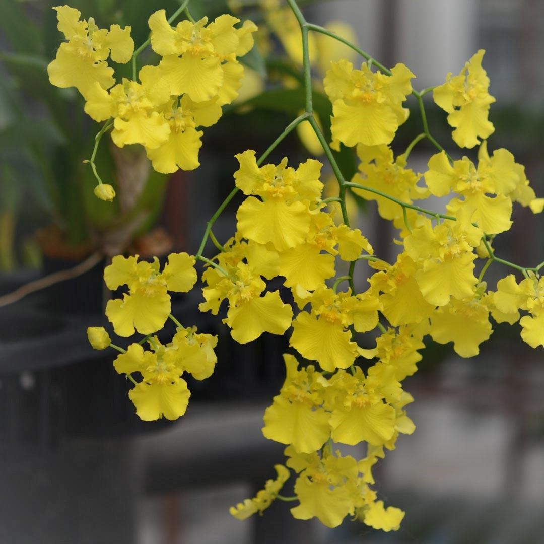 Orchid Oncidium Assorted - View 20 from www redcrocus com