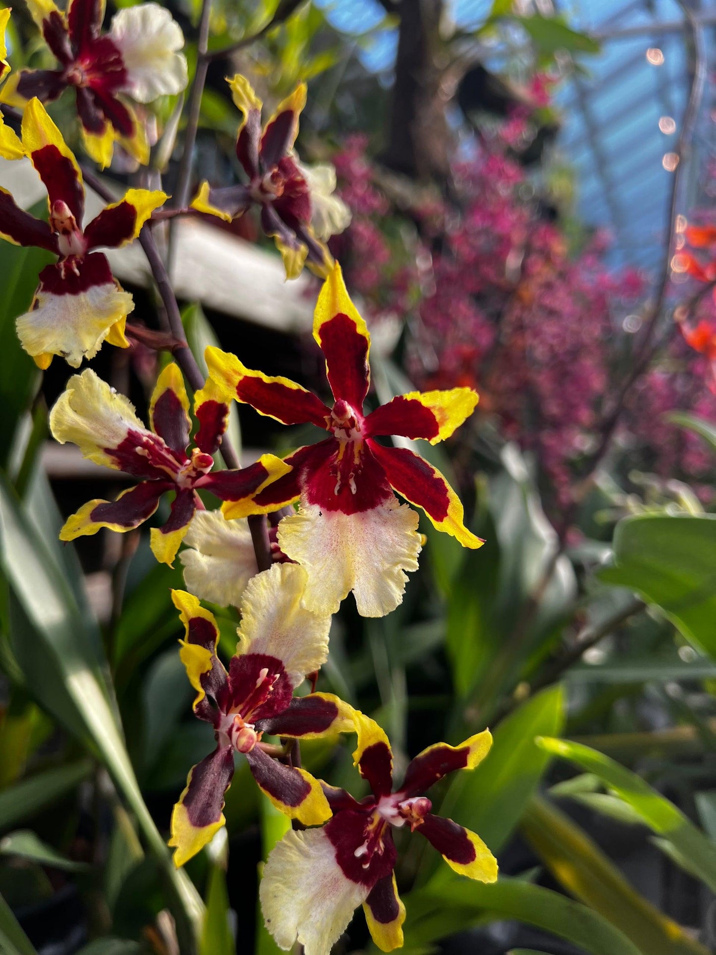 Orchid Oncidium Assorted - View 2 from www redcrocus com