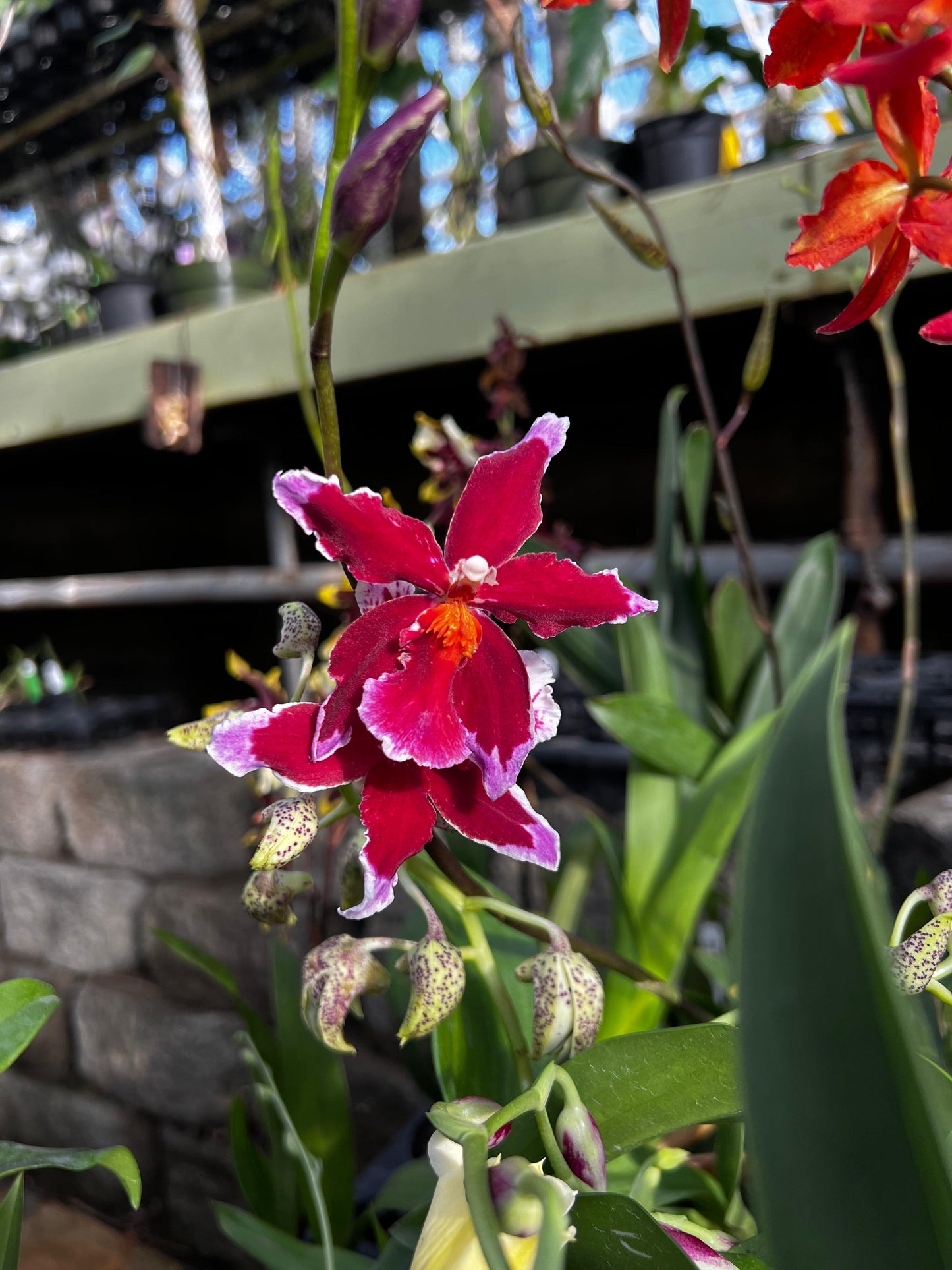 Orchid Oncidium Assorted - View 3 from www redcrocus com