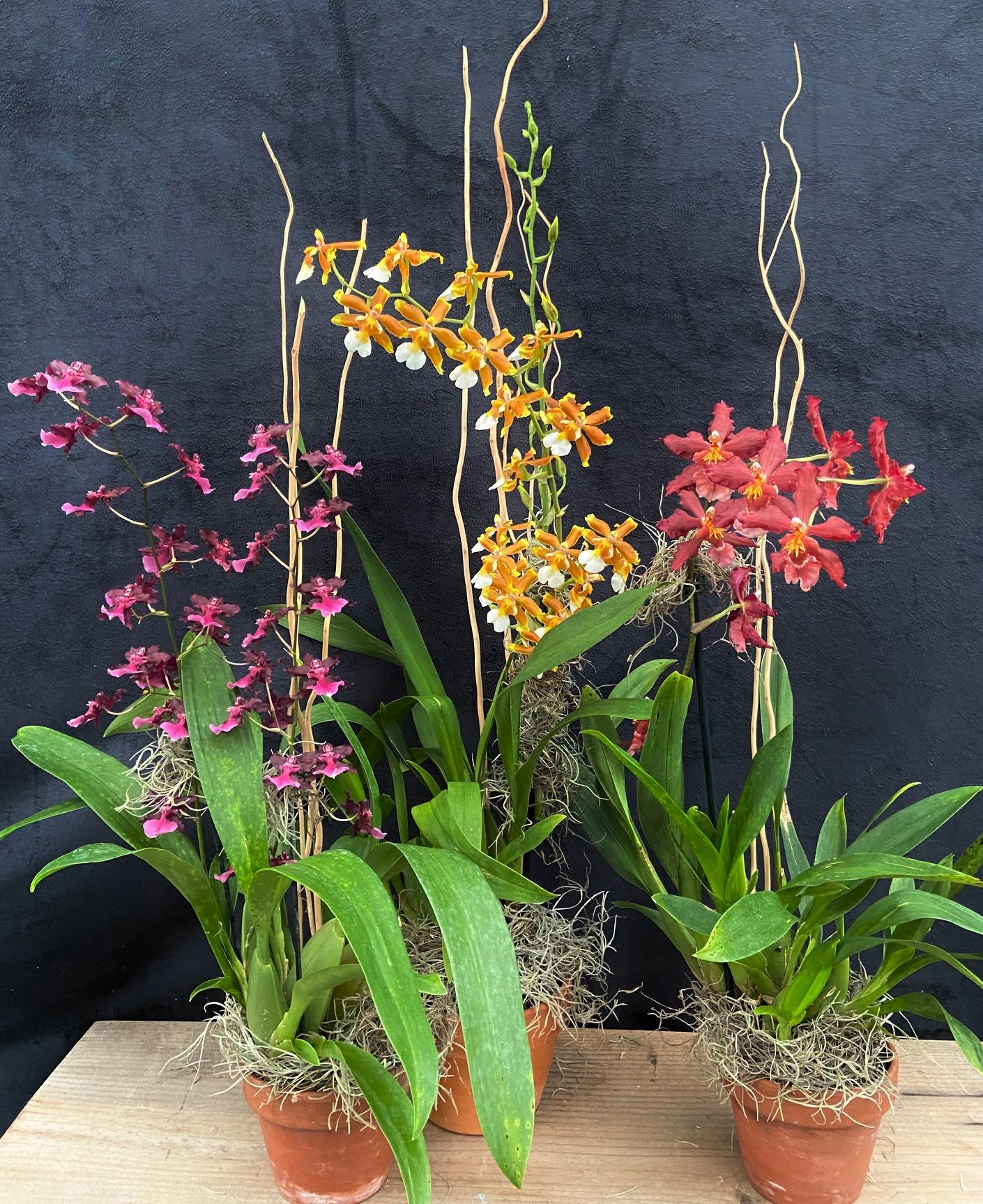 Orchid Oncidium Assorted - View 4 from www redcrocus com