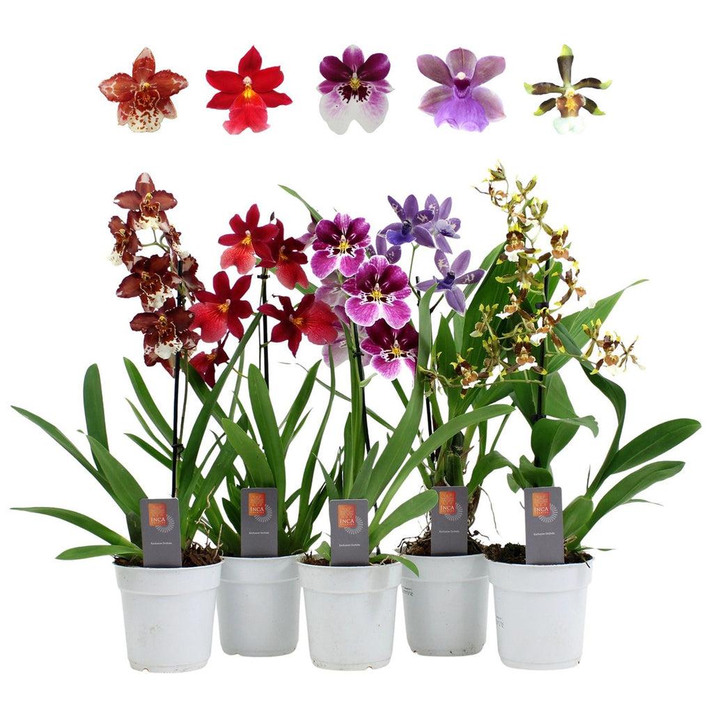 Orchid Oncidium Assorted - View 6 from www redcrocus com