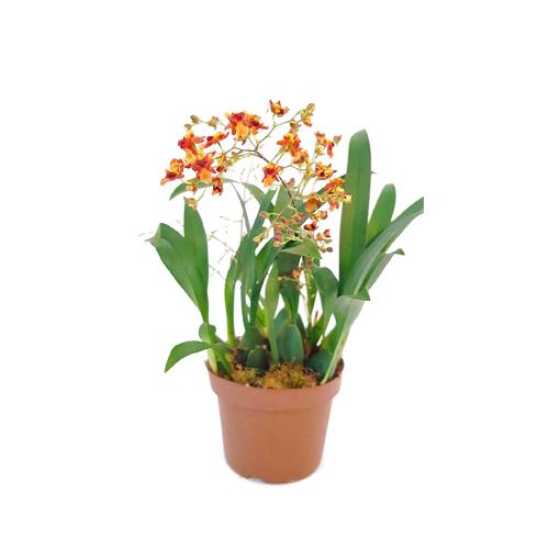 Orchid Oncidium Assorted - View 7 from www redcrocus com