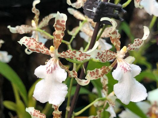 Orchid Oncidium Assorted - View 8 from www redcrocus com