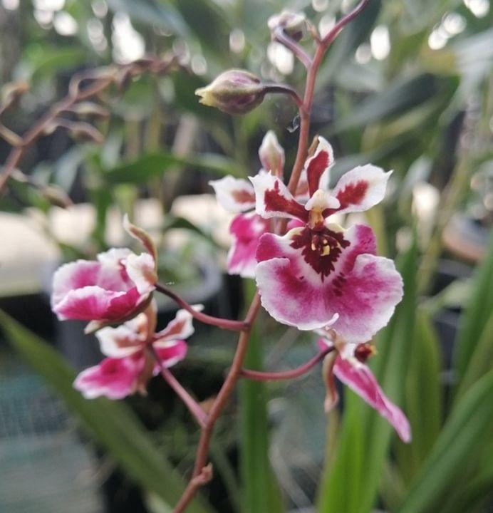 Orchid Oncidium Assorted - View 9 from www redcrocus com