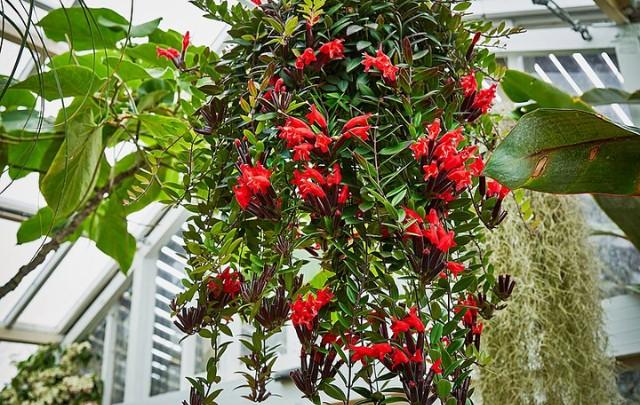 Columnea Assorted - View 12 from www redcrocus com