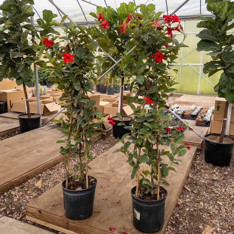 Mandevilla Assorted Teepee - View 11 from www redcrocus com