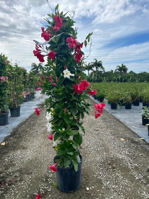 Mandevilla Assorted Teepee - View 12 from www redcrocus com