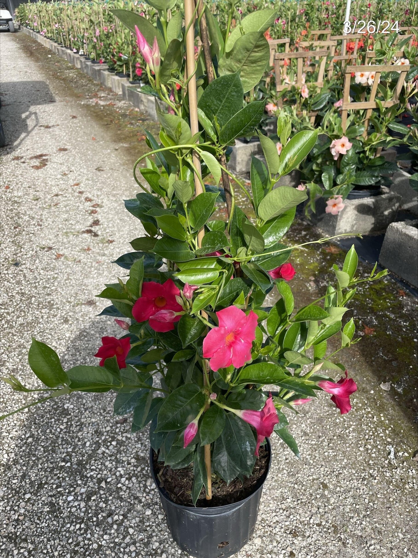 Mandevilla Assorted Teepee - View 13 from www redcrocus com