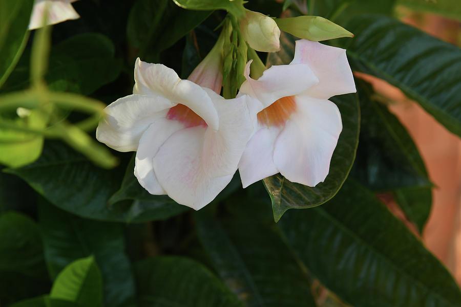 Mandevilla Assorted Teepee - View 14 from www redcrocus com