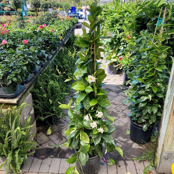 Mandevilla Assorted Teepee - View 2 from www redcrocus com