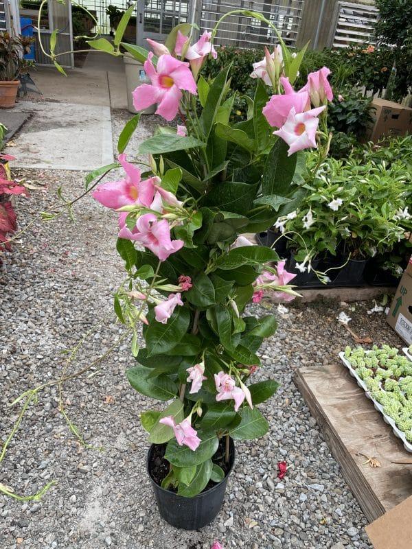 Mandevilla Assorted Teepee - View 4 from www redcrocus com