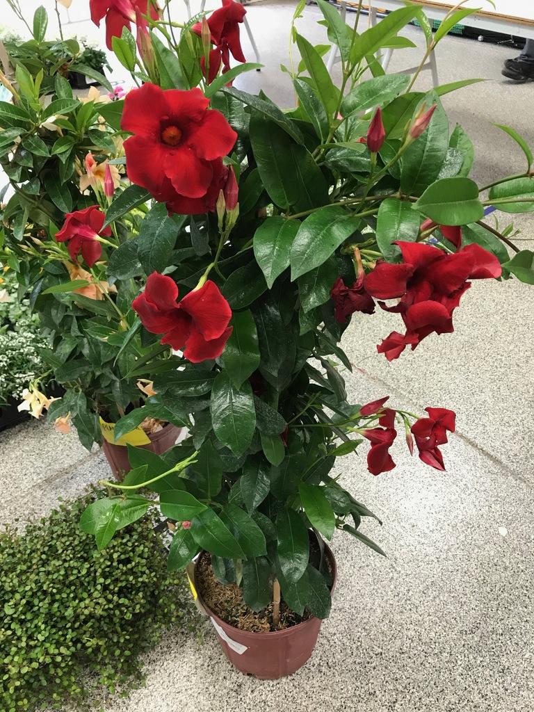 Mandevilla Assorted Teepee - View 5 from www redcrocus com