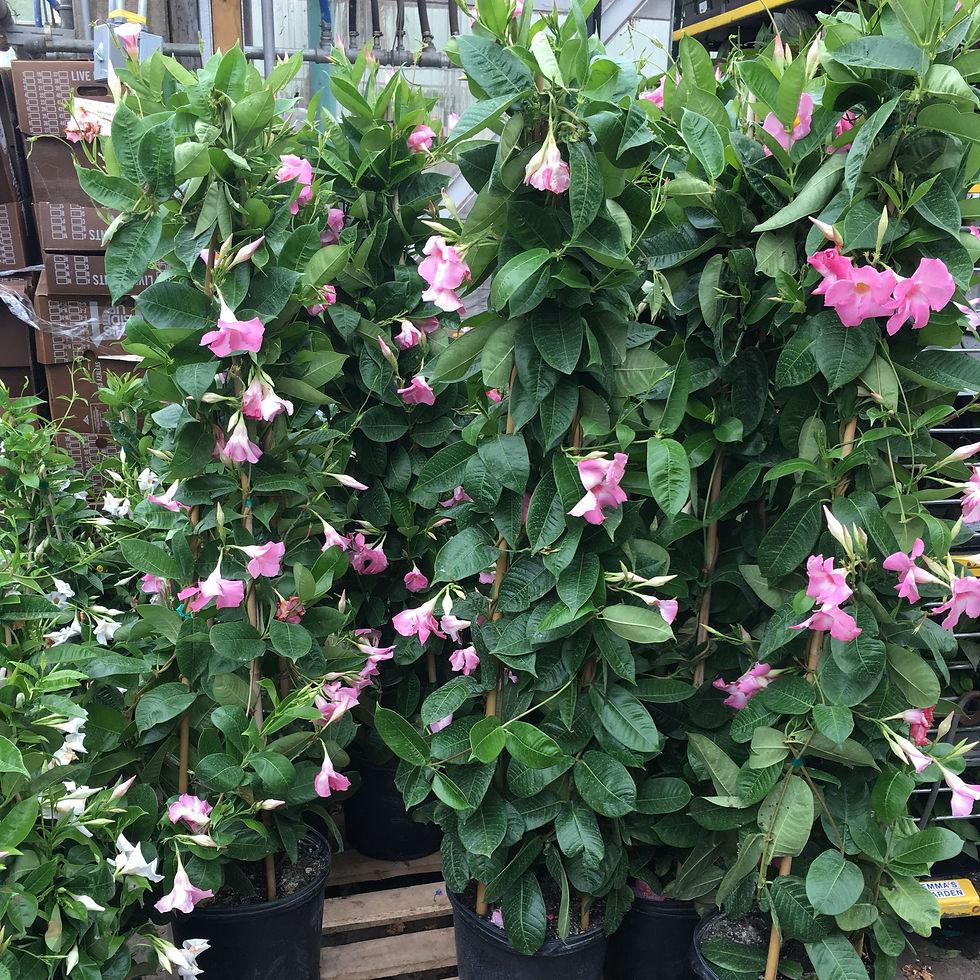 Mandevilla Assorted Teepee - View 6 from www redcrocus com