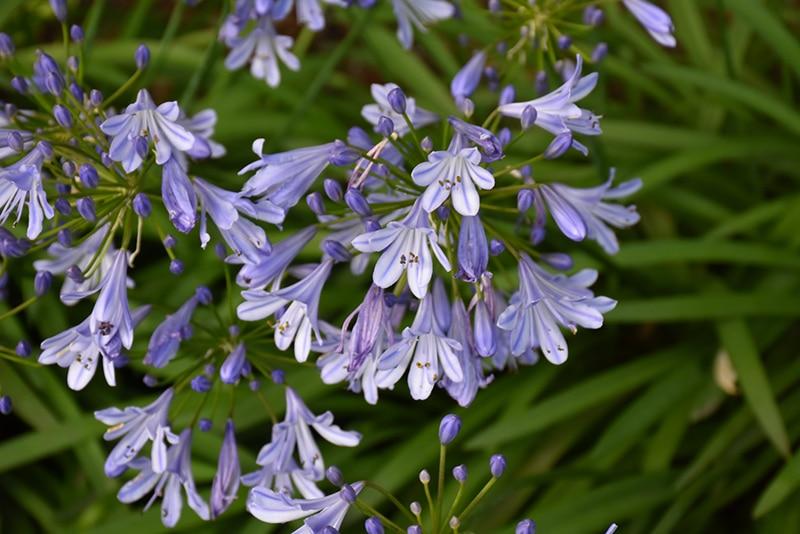 Agapanthus Africanus Queen Anne - View 11 from www redcrocus com