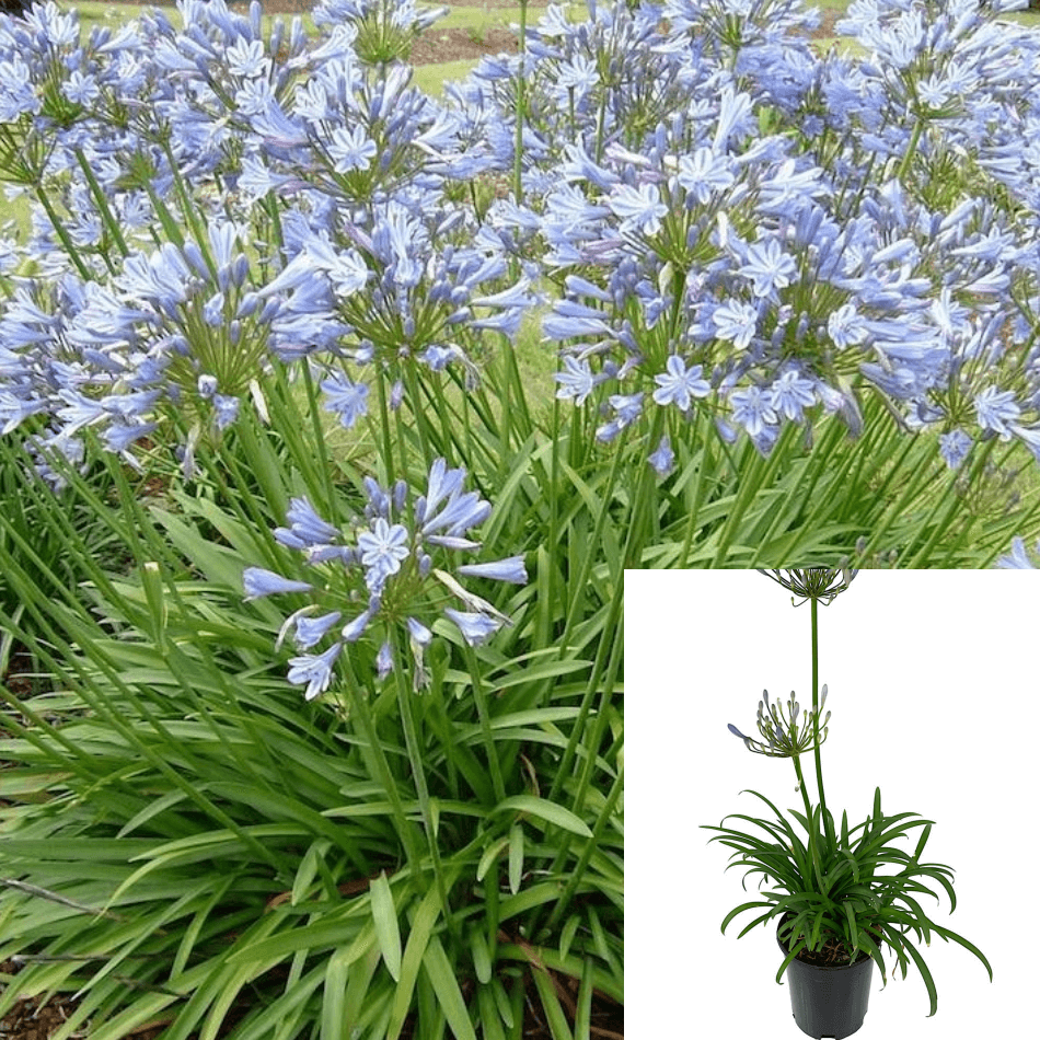 Agapanthus Africanus Queen Anne - View 14 from www redcrocus com