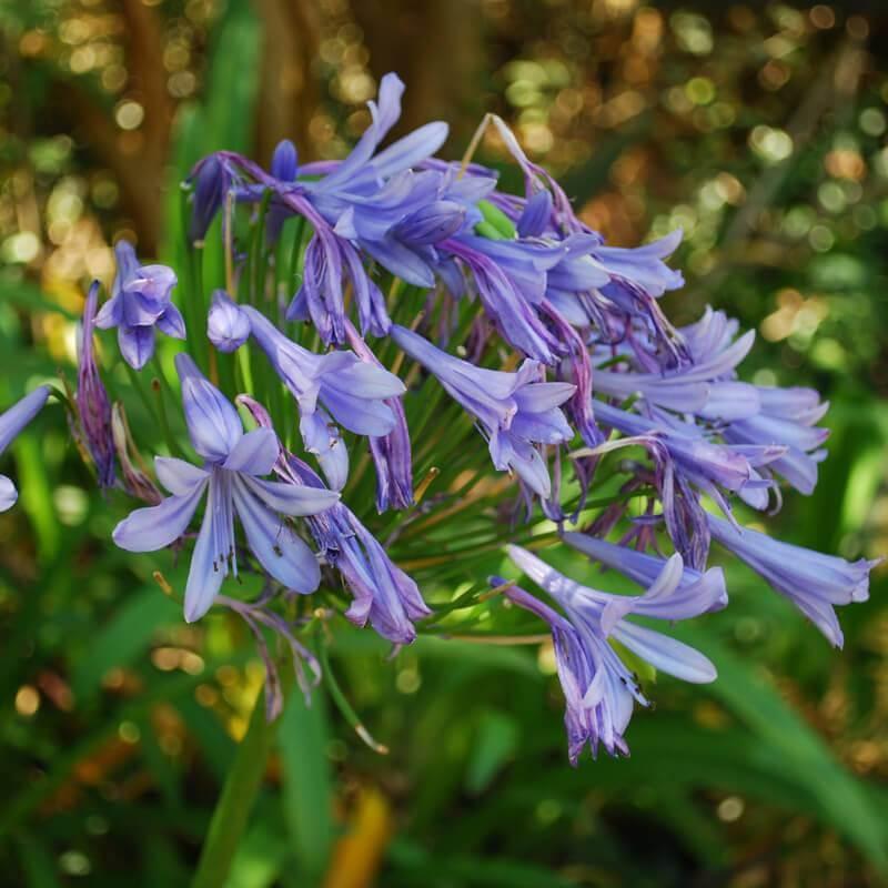 Agapanthus Africanus Queen Anne - View 9 from www redcrocus com