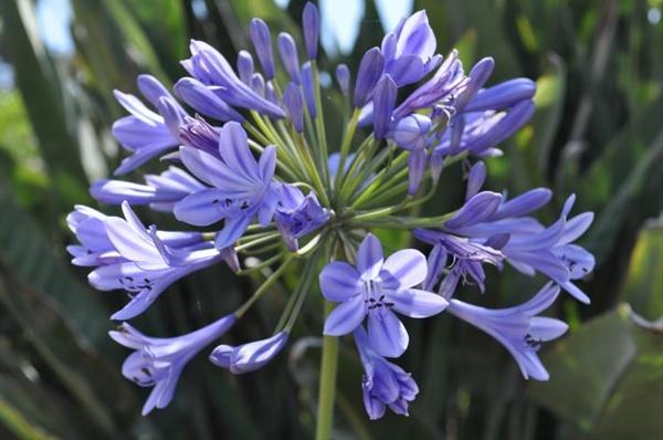 Agapanthus Africanus 'queen Anne' - View 10 from www redcrocus com