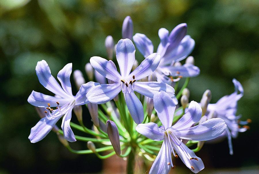 Agapanthus Africanus 'queen Anne' - View 16 from www redcrocus com