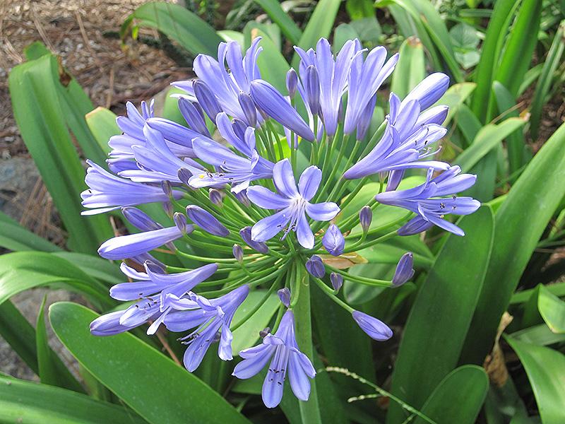 Agapanthus Africanus 'queen Anne' - View 3 from www redcrocus com