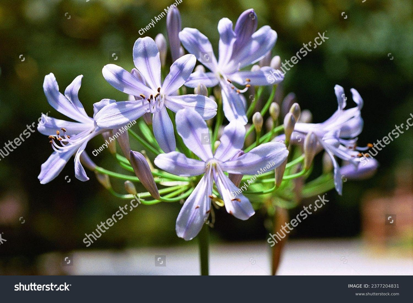 Agapanthus Africanus 'queen Anne' - View 5 from www redcrocus com