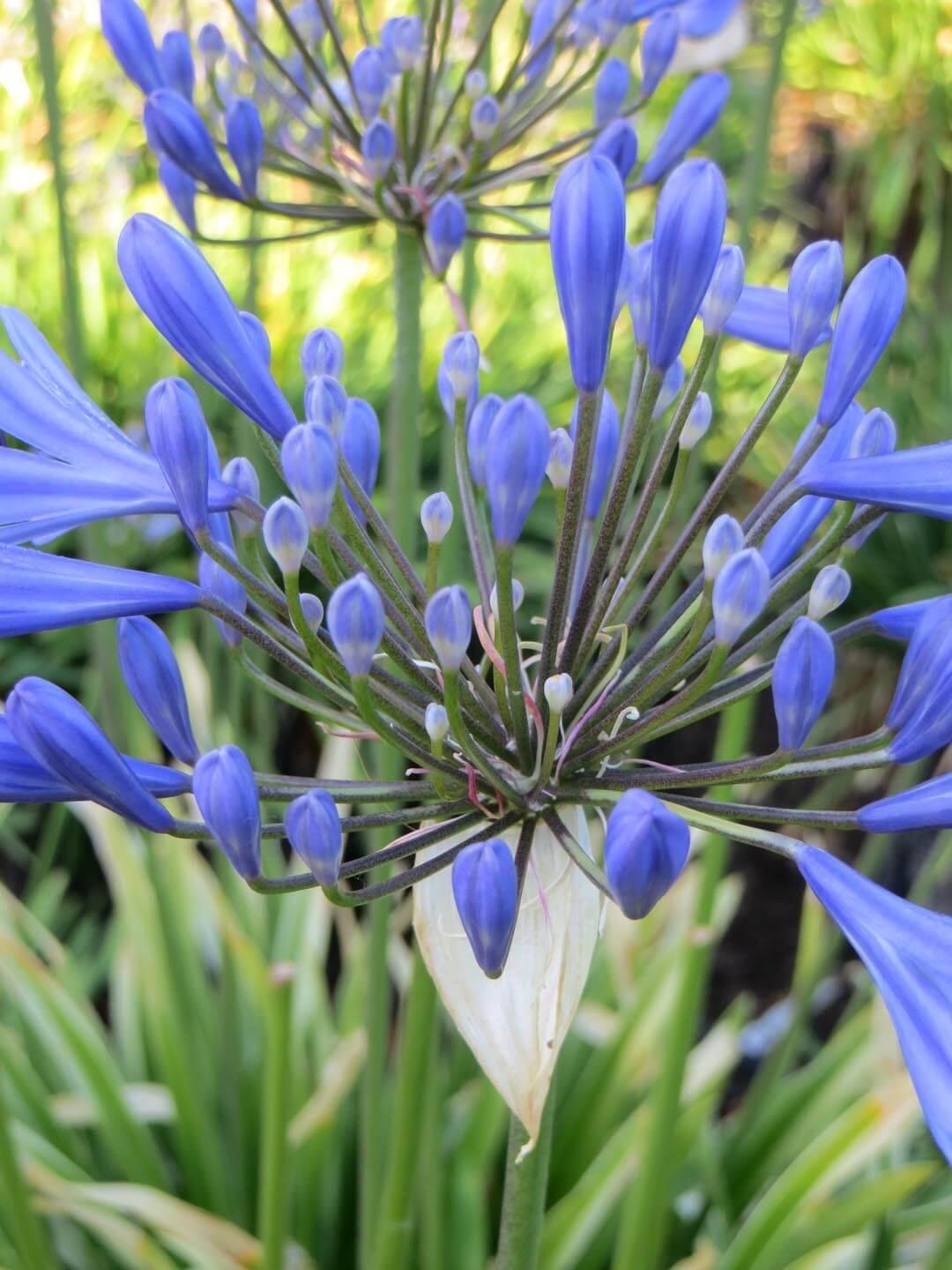 Agapanthus Africanus 'queen Anne' - View 6 from www redcrocus com