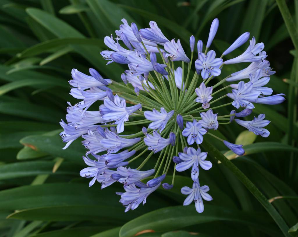 Agapanthus Africanus 'queen Anne' - View 9 from www redcrocus com