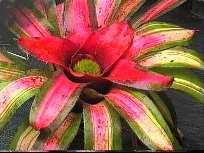 Bromeliad Neoregelia Assorted - View 10 from www redcrocus com