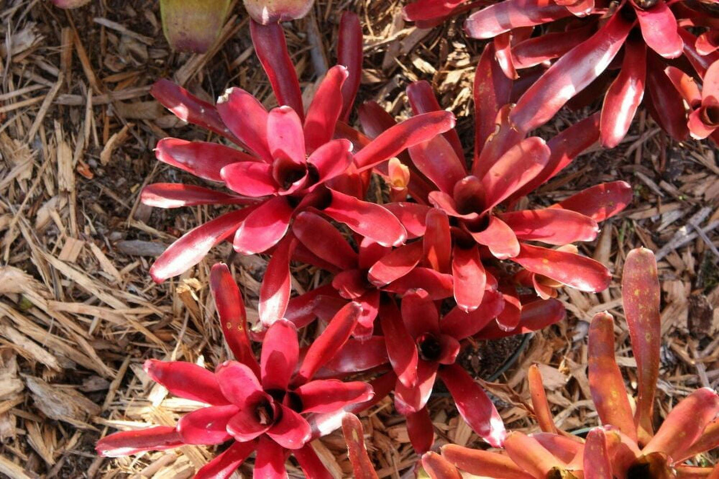 Bromeliad Neoregelia Assorted - View 12 from www redcrocus com