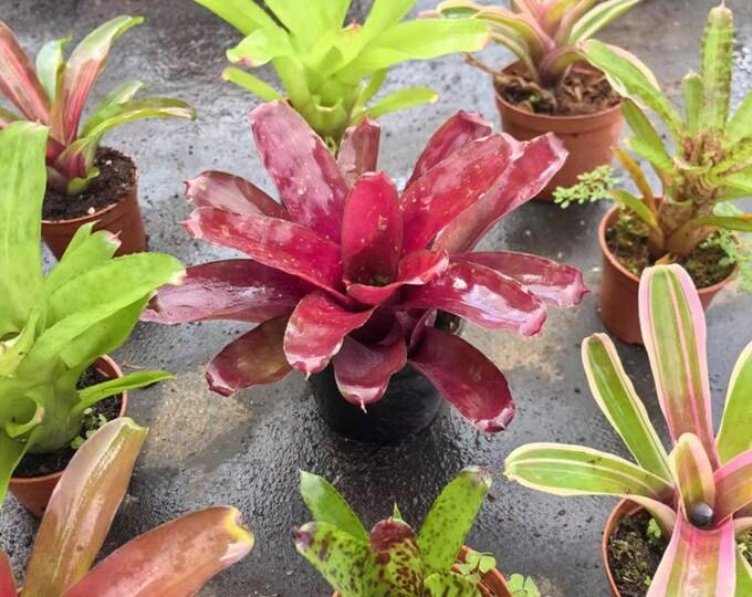 Bromeliad Neoregelia Assorted - View 14 from www redcrocus com