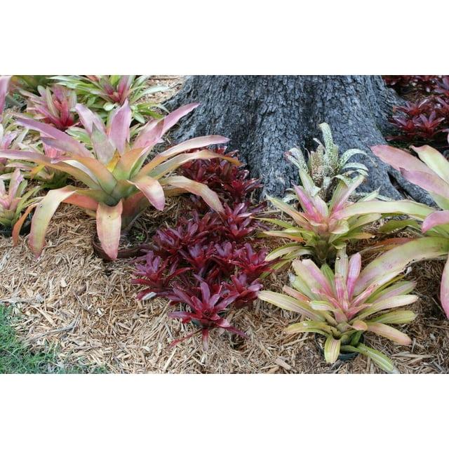 Bromeliad Neoregelia Assorted - View 15 from www redcrocus com
