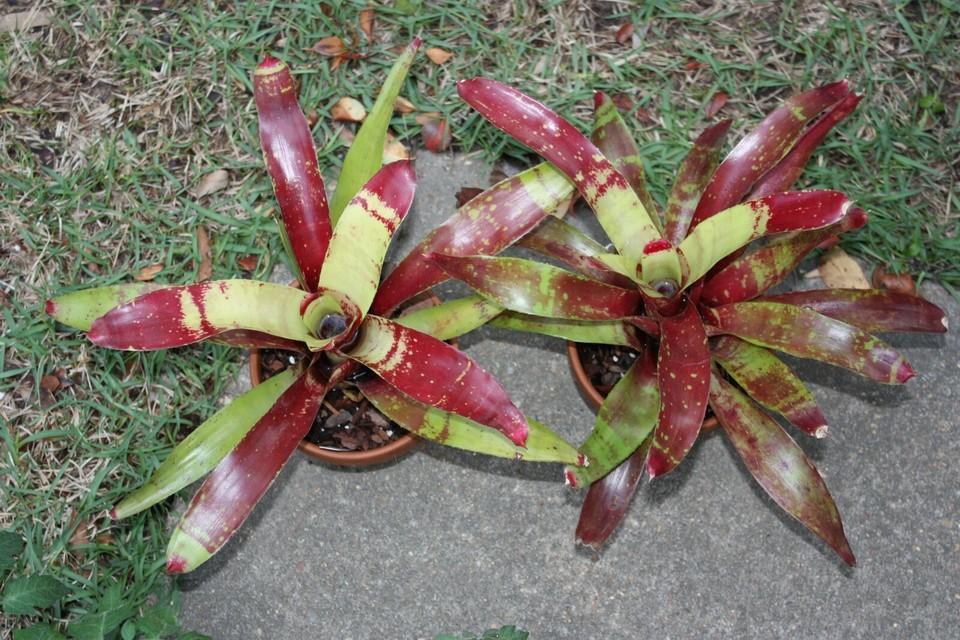 Bromeliad Neoregelia Assorted - View 16 from www redcrocus com