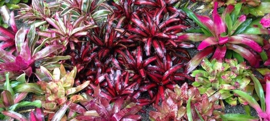 Bromeliad Neoregelia Assorted - View 17 from www redcrocus com