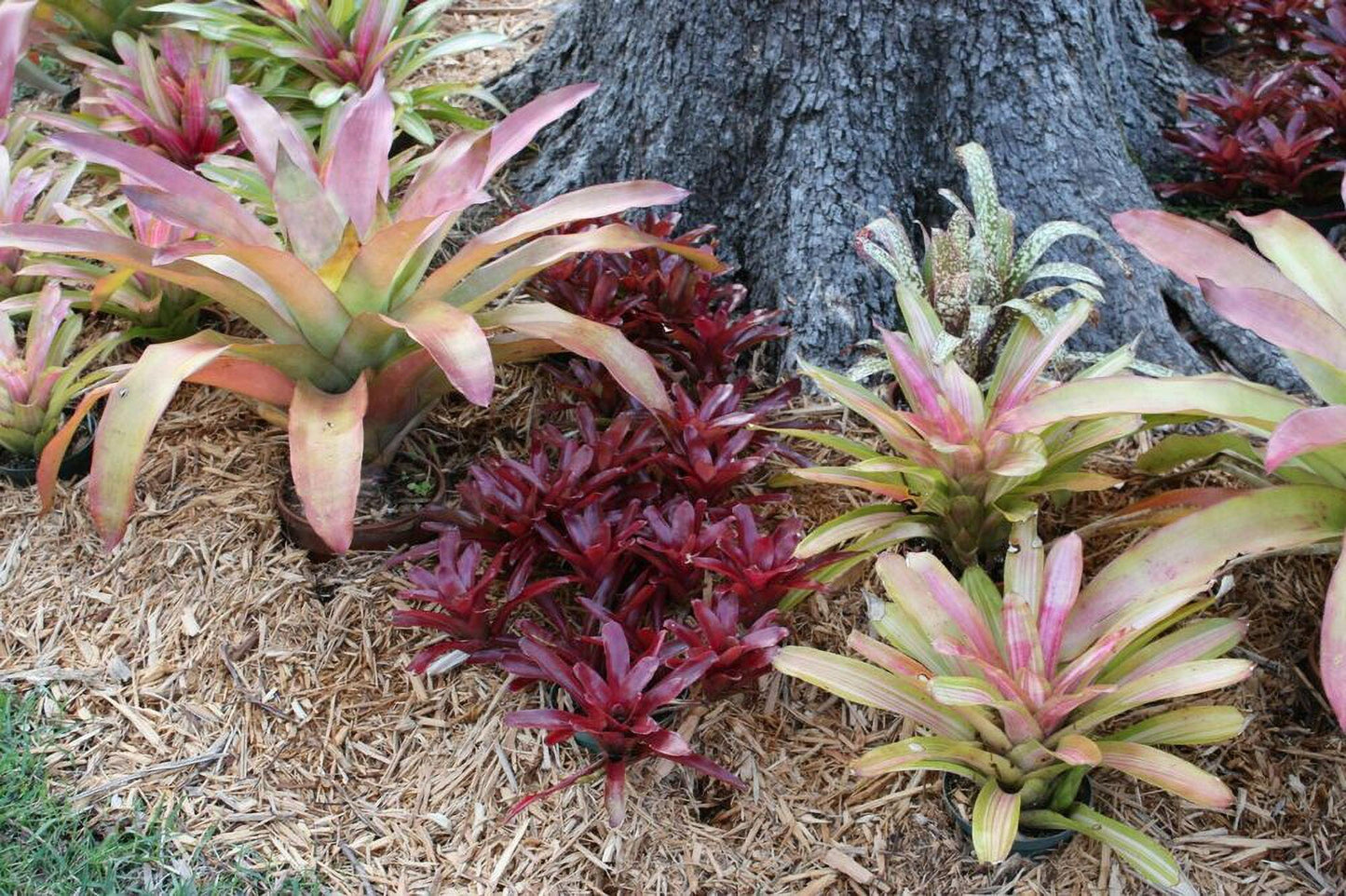 Bromeliad Neoregelia Assorted - View 19 from www redcrocus com